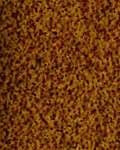 The Dewy Day Recarga